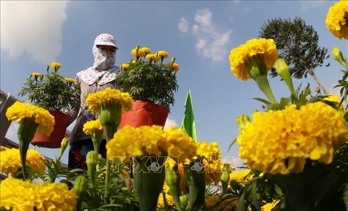 Các khu bán hoa phục vụ thị trường Tết tại thành phố Vị Thanh, Hậu Giang. Ảnh: Duy Khương/TTXVN
