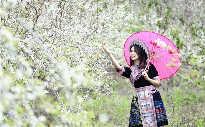 Thiếu nữ với trang phục của người dân tộc Mông giữa vườn hoa mận trắng muốt. Ảnh: TTXVN