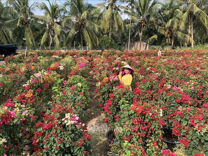 Chăm sóc hoa giấy tại xã Phú Sơn, Chợ Lách (Bến Tre). Ảnh: Công Trí/TTXVN