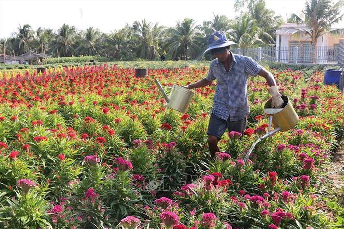Làng nghề trồng hoa phục vụ Tết ở ấp Vĩnh Yên (xã Long Đức, thành phố Trà Vinh, tỉnh Trà Vinh). Ảnh: Thanh Hòa/TTXVN