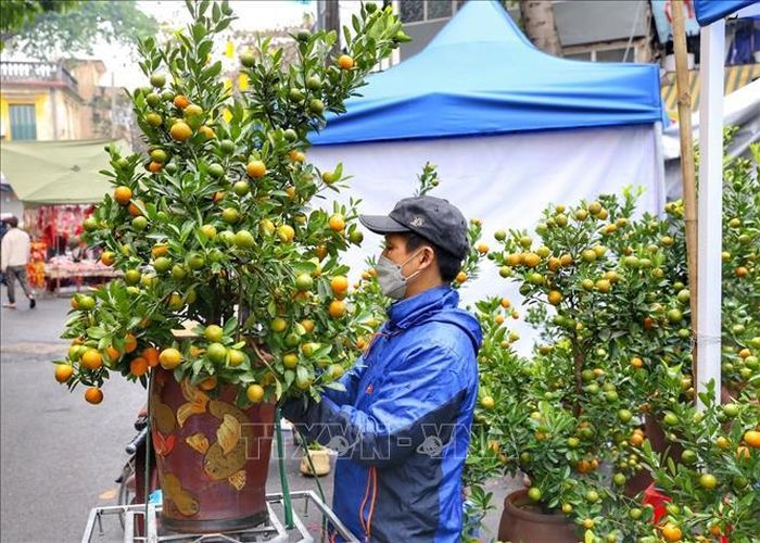 Chợ hoa Tết truyền thống tại các tuyến phố Hàng Lược, Hàng Mã, Hàng Rươi và Hàng Khoai, Hà Nội phục vụ người dân Thủ đô mua sắm. Ảnh: Tuấn Đức/TTXVN