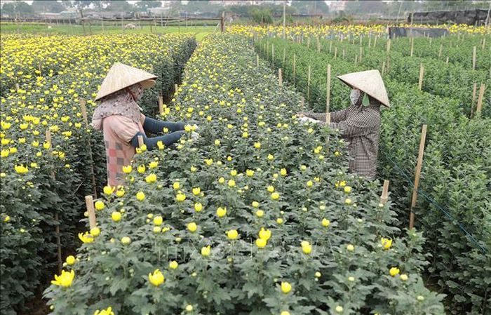 Nông dân làng hoa Tây Tựu (Hà Nội) thu hoạch hoa phục vụ Tết. Ảnh: Vũ Sinh/TTXVN