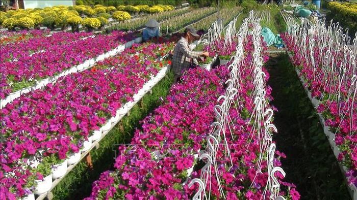 Chăm sóc hoa tại phường Tân Quy Đông, thành phố Sa Đéc (Đồng Tháp). Ảnh: Nguyễn Văn Trí/TTXVN