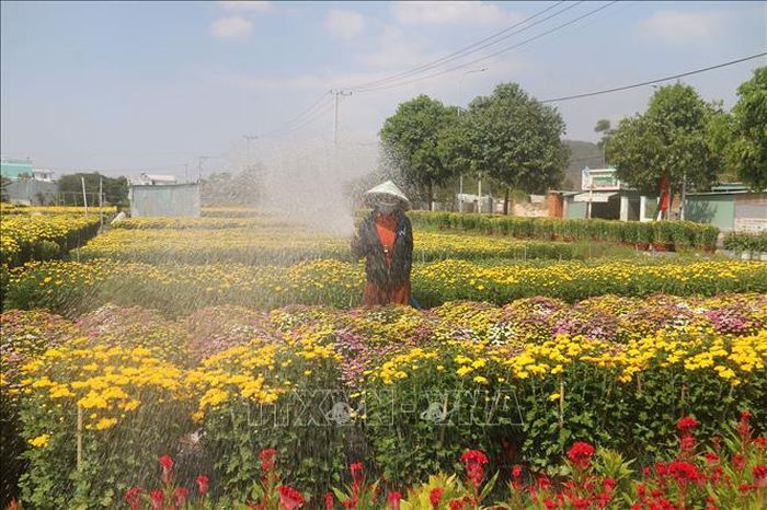 Nông dân phường Kim Dinh, thành phố Bà Rịa-Vũng Tàu chăm sóc hoa phục vụ thị trường Tết. Ảnh: Hoàng Nhị/TTXVN