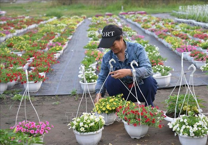 Nhà vườn Tp. Hồ Chí Minh vào vụ hoa Tết Nhâm Dần 2022. Ảnh: Xuân Anh/TTXVN