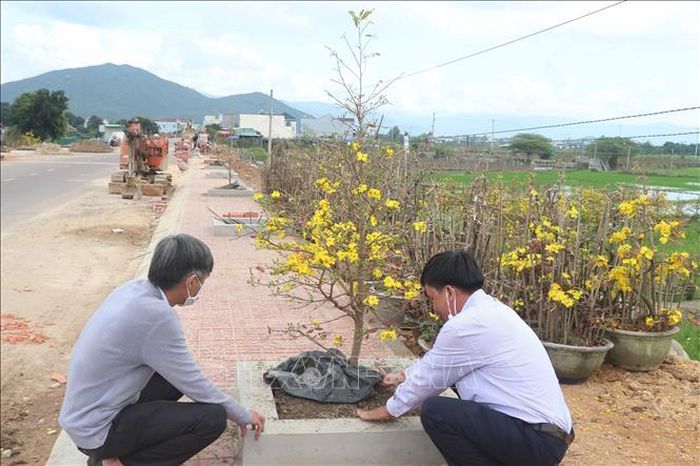 Tuyến đường hoa mai vàng phục vụ Tết tại xã Nhơn An, thị xã An Nhơn, tỉnh Bình Định. Ảnh: Phạm Kha/TTXVN