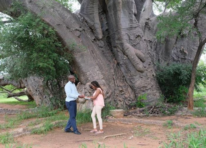 Chàng thanh niên Netshiongolwe và bạn gái Mutshidzi cùng vui đùa dưới gốc cây bao báp Sagole. Anh cho biết cây bao báp là một phần không thể thiếu trong cuộc sống của người dân địa phương