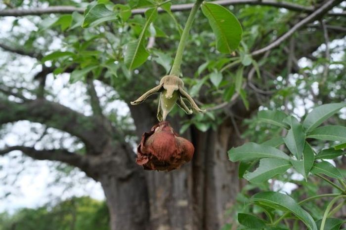 Một bông hoa bao báp đã khô. Khi còn tươi, hoa bao báp có màu trắng, mọc chúc xuống đất nối với cành bằng cuống dài. Đặc điểm của hoa bao báp là nở về đêm. Thời gian hé nụ hoa thường bắt đầu vào lúc xế chiều hoặc hoàng hôn.
