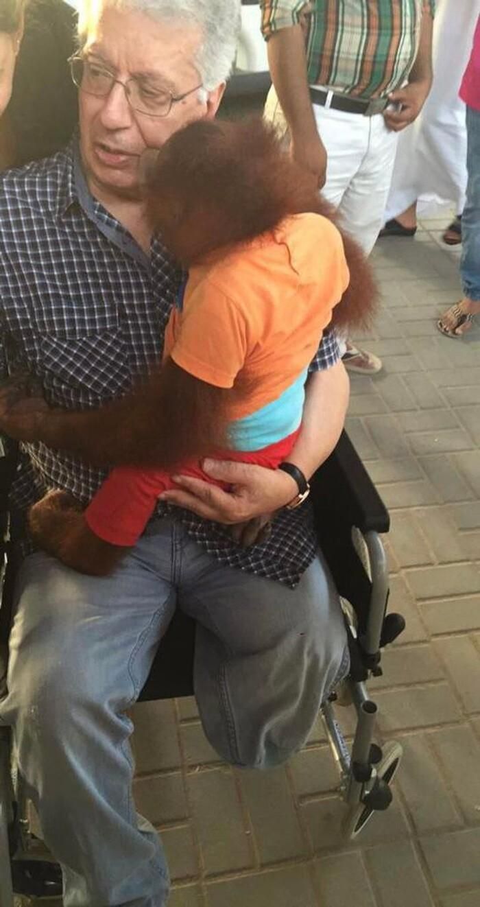 "Con đười ươi nhận ra cái chân bị cụt của ông tôi và chạy đến, ôm hôn ông. Nó không muốn rời khỏi ông tôi".