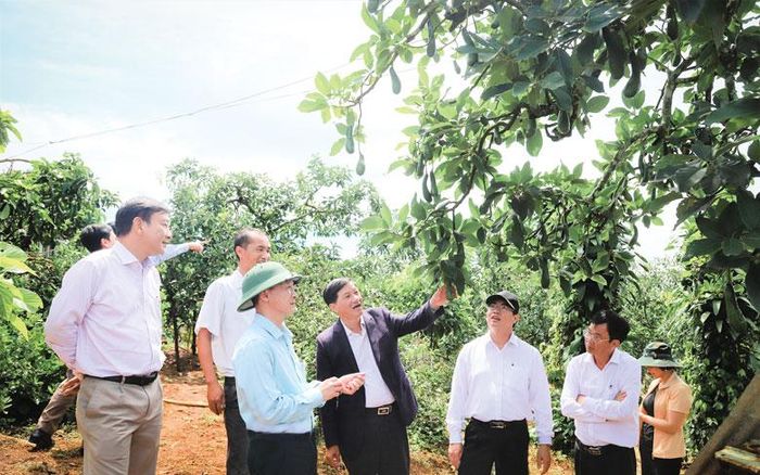 Các đồng chí lãnh đạo tỉnh quan tâm tìm hiểu việc sản xuất cây trồng chủ lực. Ảnh: Khánh Phúc