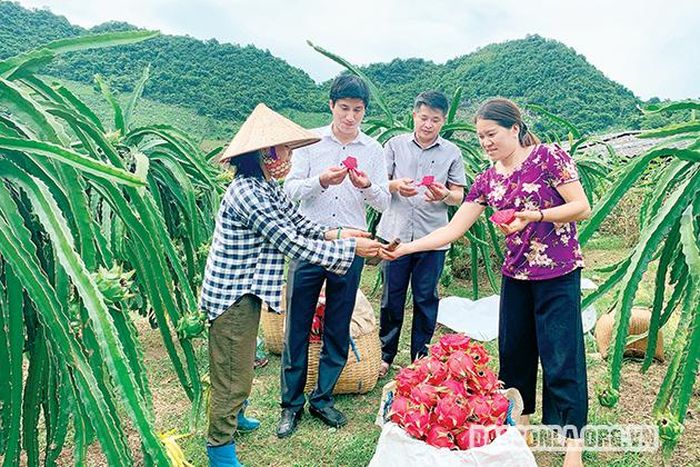 Sản phẩm thanh long ruột đỏ tại xã Chiềng Pha (Thuận Châu).