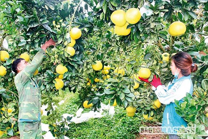 Người dân xã Phiêng Khoài (Yên Châu) thu hoạch bưởi Diễn.