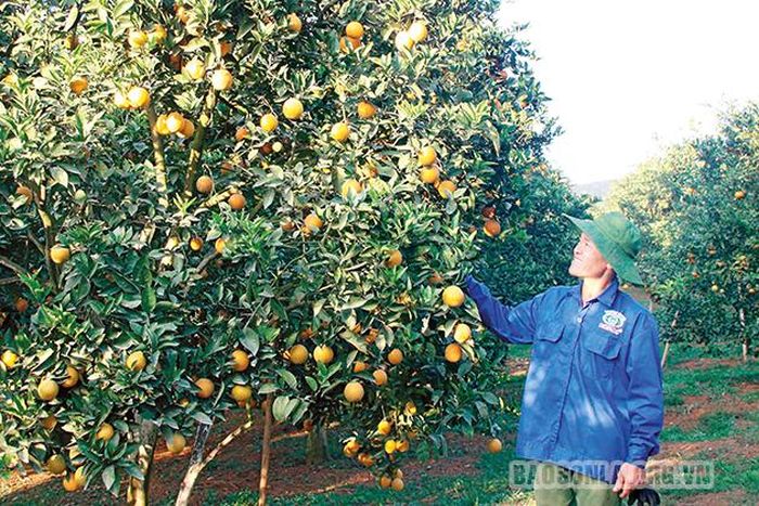 Mô hình trồng cam của người dân xã Chiềng Ban (Mai Sơn).