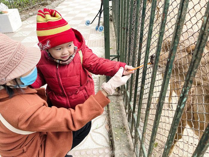 Bé Bún 2 tuổi vô cùng thích thú khi cho chú cừu ăn, đây cũng là lần đầu tiên bé được ông bà cho đi vui chơi tại công viên Thủ Lệ.