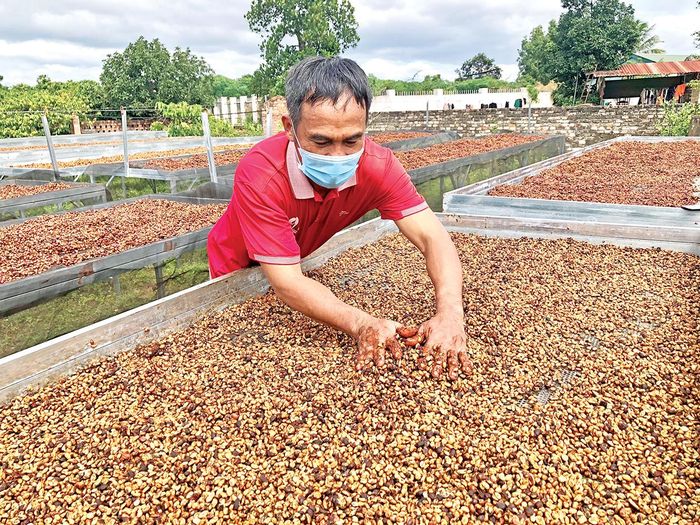 Anh Phan Hữu Dương chế biến cà phê theo phương pháp honey. Ảnh: Gia Hưng