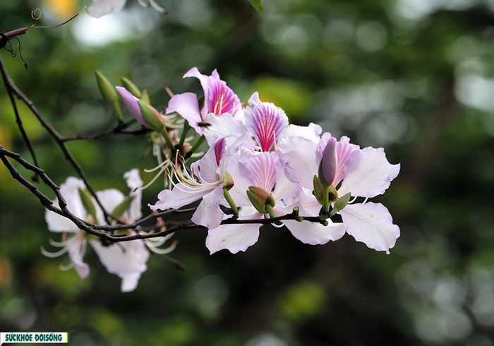 Loài hoa đặc trưng núi rừng Tây Bắc này thường có màu màu trắng xen lẫn hồng tím, khoe sắc dịu dàng khiến nhiều người say mê, yêu thích.
