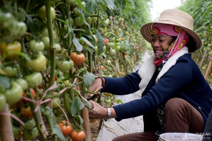 Bà Nguyễn Thị Ân ở xóm 8, xã Quỳnh Minh cho biết, cà chua trồng và chăm sóc trong vòng 2 tháng là cho thu hoạch. Với 4 sào cà chua, dịp trước Tết, gia đình đã thu hoạch 2 tấn quả, ngày đầu năm mới này thu hoạch 4 tạ, giá bán tại bờ 12.000 đồng/kg - cao nhất từ nhiều năm qua. Ảnh: Xuân Hoàng