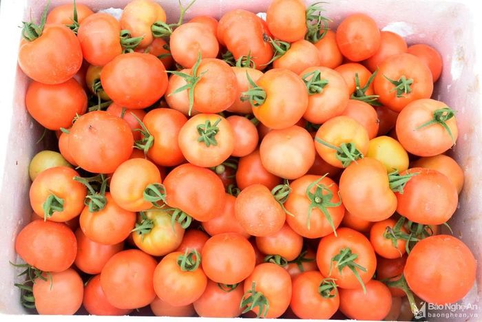 Cà chua được thu hoạch khi quả chín trên cây, nên chất lượng tốt, bảo quản được lâu. Ảnh: Xuân Hoàng