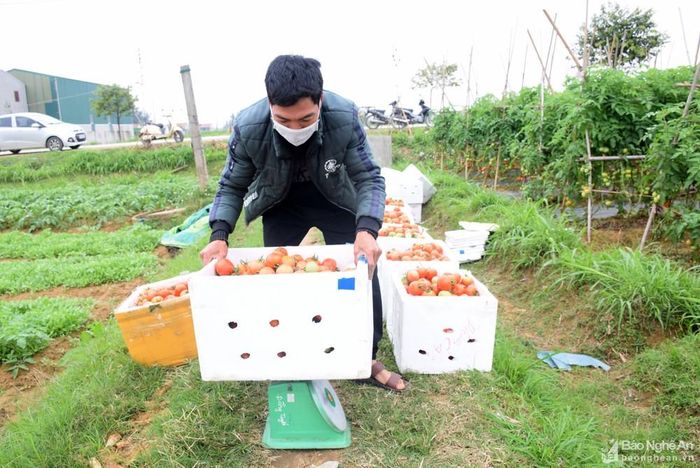 Bà Vũ Thị Bích Hằng - Trưởng phòng Nông nghiệp huyện Quỳnh Lưu cho biết, vụ đông này vùng bãi ngang có khoảng 60 ha cà chua. Năm nay cà chua được mùa, được giá nên nông dân phấn khởi. Với năng suất khoảng 3 tấn ha, nếu giữ mức mức giá 12.000 đồng/kg đến cuối vụ thì 1 ha cà chua thu về trên 700 triệu đồng. Ảnh: Xuân Hoàng