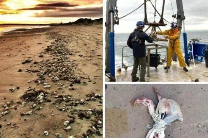 Hiện trường vụ tôm hùm và cá chết hàng loạt ở bờ biển đông bắc nước Anh được mô tả tình hình giống như “án mạng bí hiểm trong tác phẩm của nhà văn Agatha Christie”. Ảnh: Yahoo.