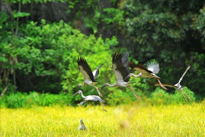 Những cánh cò trên đồng lúa vàng trong khu du lịch Thumg Nham, Ninh Bình.