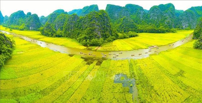 Dòng Ngô Đồng vàng rực đón du khách trong và ngoài nước về tham quan Tam Cốc - Bích Động.