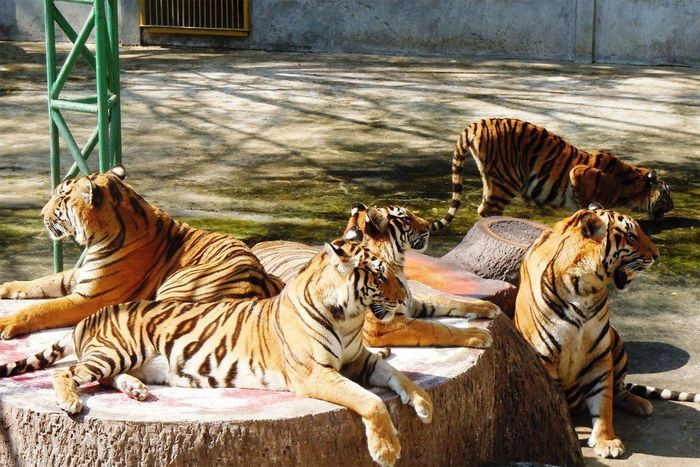 Trại hổ được chia thành 2 khu vực chính là khu tham quan tương tác và khu trình diễn dành cho những ai muốn xem các tiết mục xiếc của động vật.