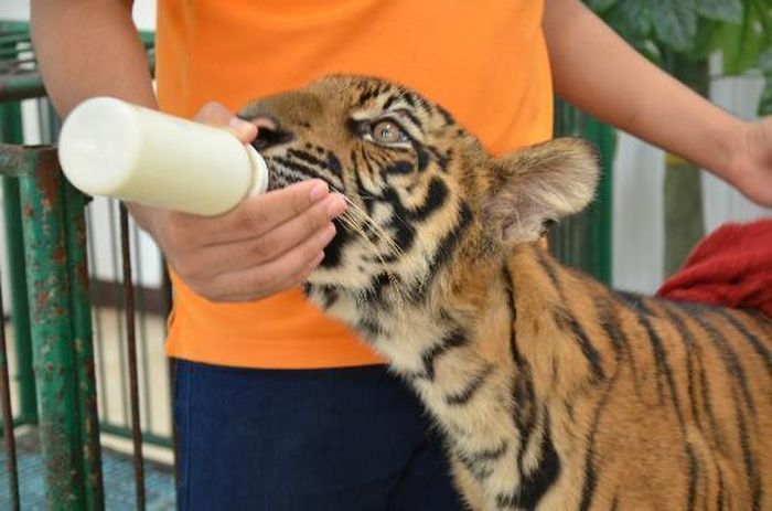 Du khách đặc biệt thích trải nghiệm cho hổ uống sữa.