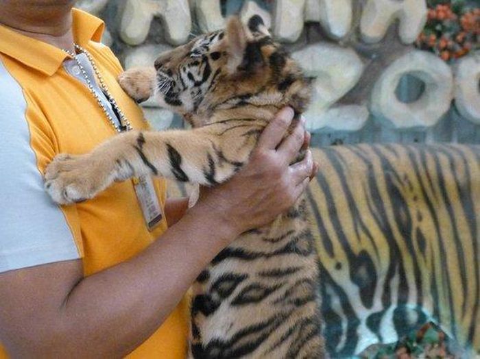 Tại đây du khách sẽ có cơ hội được ẵm bế những chú hổ con.