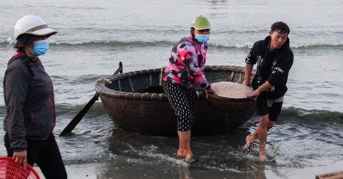 Ruốc được đưa lên bờ bằng thuyền thúng