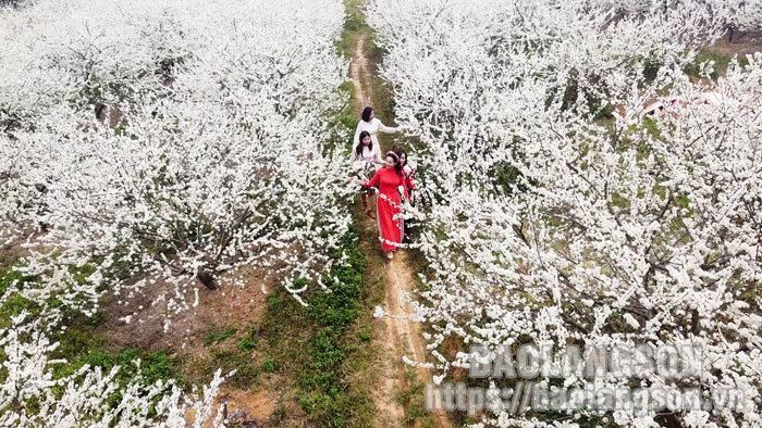 Cách thành phố Lạng Sơn hơn 30 km, xã Thống Nhất, huyện Lộc Bình có nhiều vườn mận đẹp, thu hút khá nhiều người đến ngắm hoa, chụp ảnh.