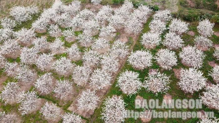 Các gốc mận xù xì đến mùa hoa nở mang lại vẻ đẹp riêng có cho miền núi Xứ Lạng. Hoa mận nở bung như những bông tuyết, trông xa chẳng khác gì chiếc thảm bông tinh khôi giữa đất trời.
