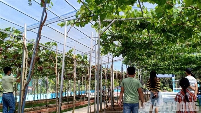 Dạo bước quanh vườn nho Hứa Phong "hoành tráng" không thua gì ở đất Ninh Thuận.