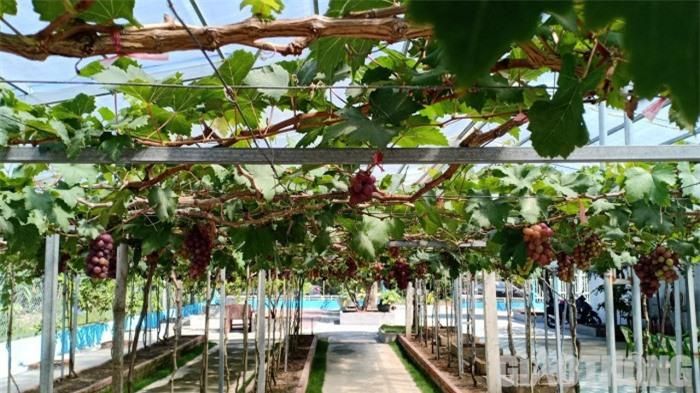Khu vườn cũng được chủ nhân trang trí, thiết kế rất độc đáo, có lối đi riêng cho du khách.