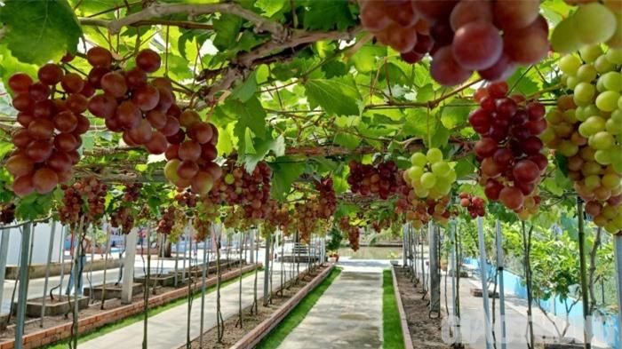 Du khách lần đầu tiên đến đây không khỏi tấm tắc khen ngợi chủ vườn nho có tay "chơi nho" rất khéo.