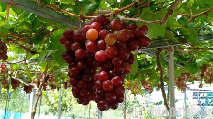 Chùm nho chín bóng, khiến du khách phải nhìn đã mắt khi lần đầu đặt chân đến đây.