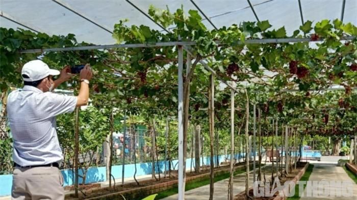 Ghi lại khoảng khắc bên những gốc nho đang cho trái sai.