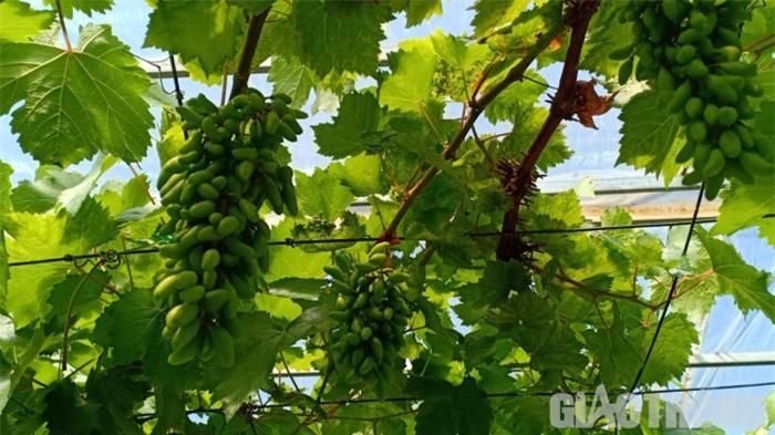 Bên cạnh những gốc nho đang cho trái chín, vẫn còn hàng trăm gốc nho xanh, trái dài đang phát triển rất tốt, tưởng chừng như chỉ có ở đất Ninh Thuận.