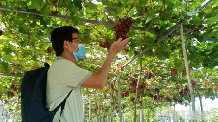 Những chùm nho chín trên cây được du khách nâng niu.