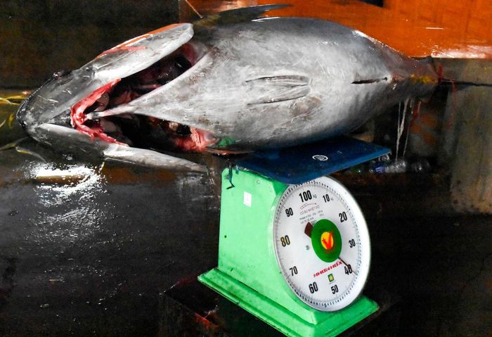  Mỗi con cá ngừ đại dương có trọng lượng từ 40 đến 50 kg. Theo giá thị trường hiện nay, mỗi kg cá ngừ đại dương ngư dân bán được khoảng 160.000 đến 170.000 đồng, tăng kỷ lục so những năm trước. Cá biệt, chủ tàu Lê Minh Phụng (44 tuổi, ngụ phường Tam Quan Bắc) câu được con cá ngừ đại dương nặng 210 kg, bán cho thương nhân với giá 30 triệu đồng. 
