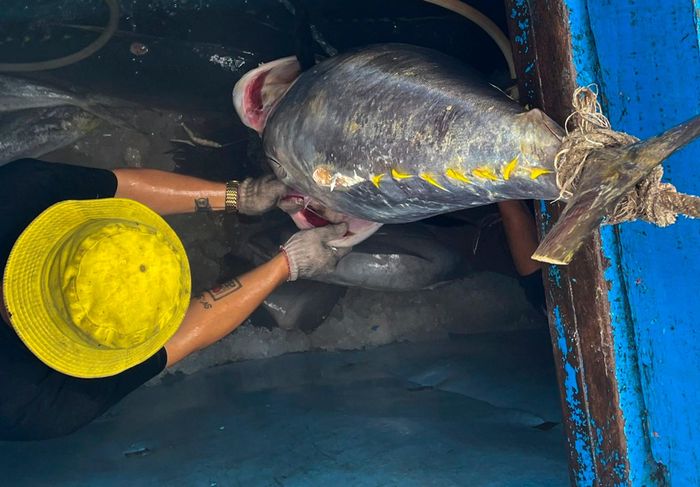  Ông Nguyễn Mai Cương (ngụ phường Tam Quan Bắc, thị xã Hoài Nhơn) cùng nhóm ngư dân xuất bến ra khơi câu cá ngừ trên vùng biển Hoàng Sa. Ngày 13/2, tàu trở về bờ với thành quả đánh bắt được 39 con cá ngừ đại dương cùng một số loại cá chủa, mực lá. 