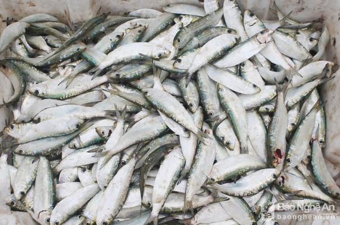 Cá trích hiện đang được thu mua với giá từ 15.000 - 17.000 đồng/kg. Ảnh: Việt Hùng