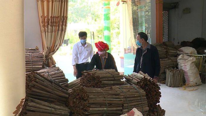 Người dân thôn Bỗng làm giàu nhờ cây quế.