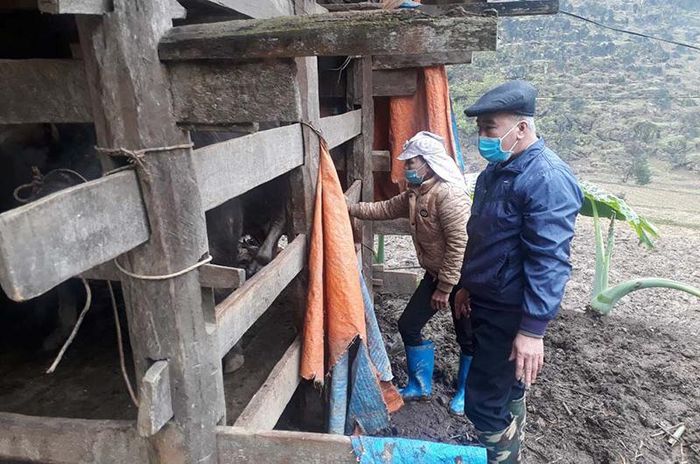 Nông dân ở tỉnh Bắc Kạn gia cố chuồng trại để chuẩn bị ứng phó đợt rét mới. Ảnh theo Báo Nhân Dân 