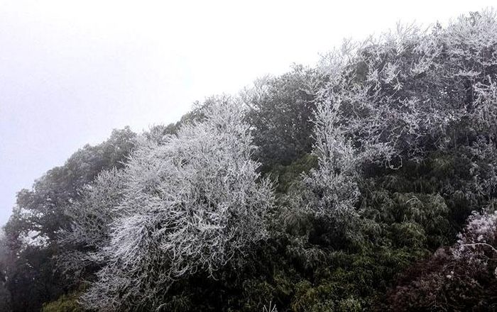 Băng giá phủ kín đỉnh núi Phja Oắc, Cao Bằng, ngày 8/1/2021. (Ảnh: Hà Cương)