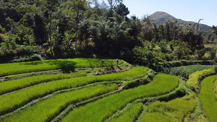 Những thửa ruộng bậc thang bao quanh làm cho hồ Bản Nầng thêm thơ mộng