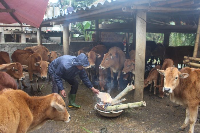 Thường trực Hội Nông dân tỉnh Nghệ An khuyến cáo, những ngày rét đậm, rét hại dưới 10 độ C thì không chăn thả mà nhốt vật nuôi trong chuồng để tiện chăm sóc, sưởi ấm vật nuôi bằng đốt củi và bếp than để sưởi. Khi đốt lửa sưởi ấm phải có đường ống dẫn khói thải ra ngoài chuồng, tránh hiện tượng ngạt, ngộ độc vật nuôi…