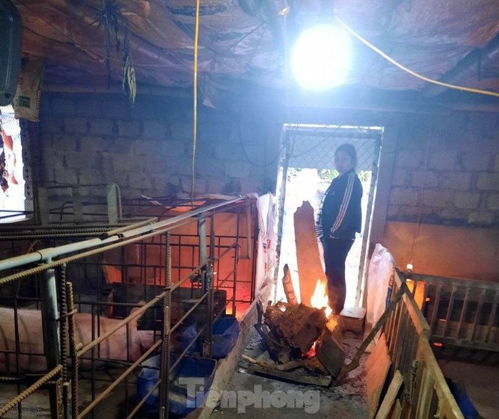 Đốt lửa sưởi ấm ngay tại chuồng gia súc, gia cầm là một giải pháp nhanh, hiệu quả được nhiều người áp dụng.