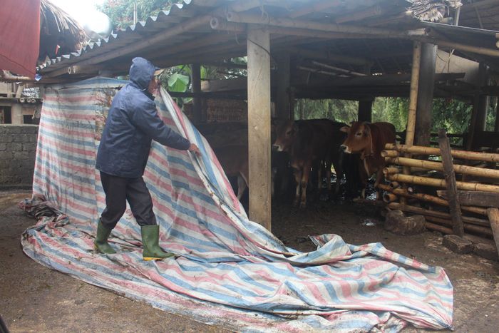 Lãnh đạo huyện Kỳ Sơn (Nghệ An) cho biết, thời tiết mấy ngày qua nhiệt độ xuống thấp 6 độ C, chính quyền đã khuyến cáo người dân ở tất cả xã che chắn, mặc áo và đốt lửa sưởi ấm cho đàn gia súc.