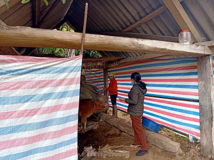 Các đàn gia súc được người dân che chắn bằng bạt để tránh gió, nước mưa hắt vào.